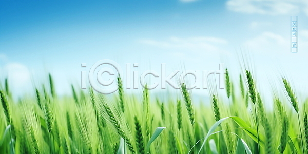 사람없음 PSD 편집이미지 구름(자연) 맑음 보리밭 봄 식물 여름(계절) 자연 청보리 청보리밭 초원(자연) 풍경(경치) 하늘