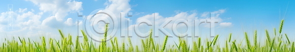 사람없음 PSD 편집이미지 구름(자연) 맑음 보리밭 봄 식물 여름(계절) 자연 청보리 청보리밭 초원(자연) 풍경(경치) 하늘 현수막