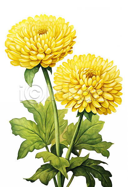 사람없음 PSD 일러스트 국화 꽃 노란색 수채화(물감) 식물