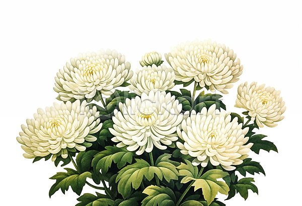 사람없음 PSD 일러스트 국화 꽃 수채화(물감) 식물 흰색