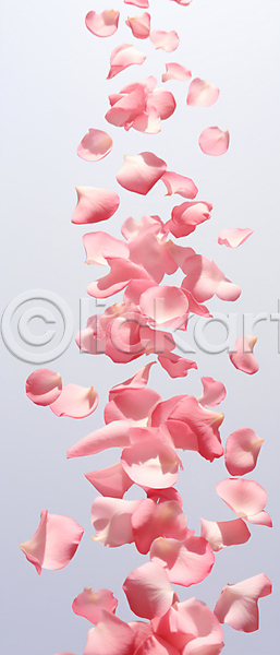 사람없음 JPG 디지털합성 편집이미지 꽃 꽃잎 백그라운드 분홍색 흩날리기