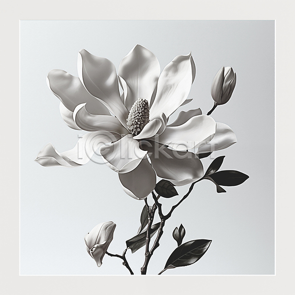 사람없음 JPG 디지털합성 편집이미지 흑백 목련 봄 봄꽃 잎 편집소스 회색
