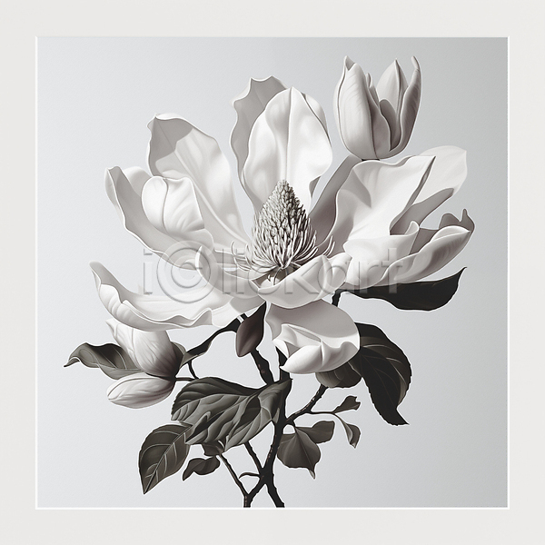 사람없음 JPG 디지털합성 편집이미지 흑백 목련 봄 봄꽃 잎 편집소스 회색