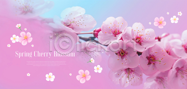 사람없음 PSD 템플릿 꽃 꽃잎 배너 벚꽃 봄 분홍색 이벤트 화사함