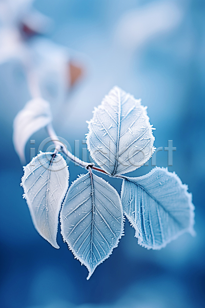 차가움 사람없음 JPG 근접촬영 편집이미지 겨울 나무 나뭇가지 나뭇잎 눈(날씨) 서리 잎 풍경(경치)