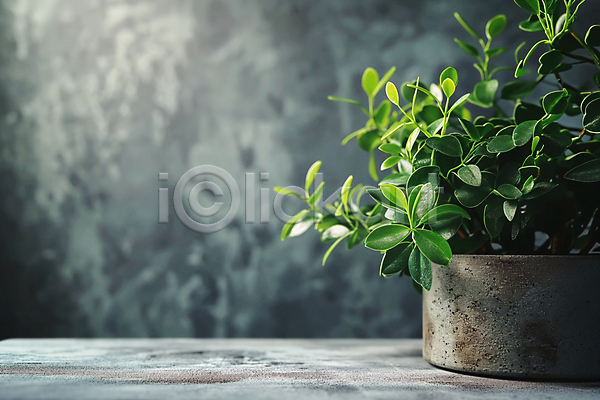 따뜻함 평화 사람없음 JPG 디지털합성 아웃포커스 편집이미지 그림자 백그라운드 벽 식물 인테리어 잎 초록색 콘크리트 편집소스 햇빛 화분 회색