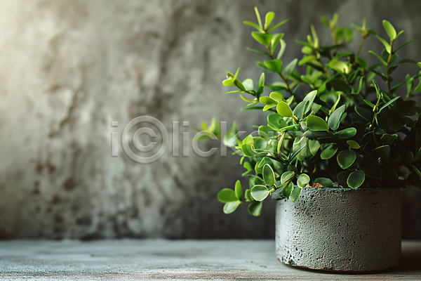 따뜻함 평화 사람없음 JPG 디지털합성 편집이미지 그림자 백그라운드 벽 식물 인테리어 잎 초록색 콘크리트 편집소스 햇빛 화분 회색