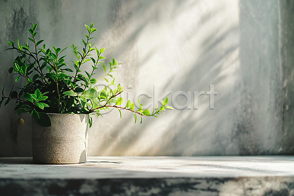 따뜻함 평화 사람없음 JPG 디지털합성 소프트포커스 편집이미지 그림자 백그라운드 벽 식물 인테리어 잎 초록색 콘크리트 편집소스 햇빛 화분 회색