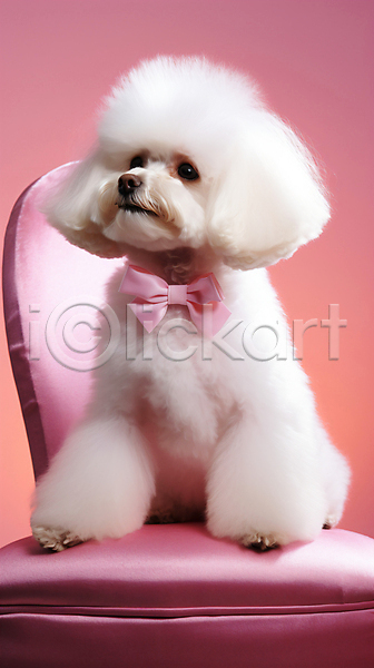 러블리 사람없음 JPG 디지털합성 편집이미지 강아지 동물 리본 반려견 반려동물 분홍색 앉기 응시 의자 푸들 한마리