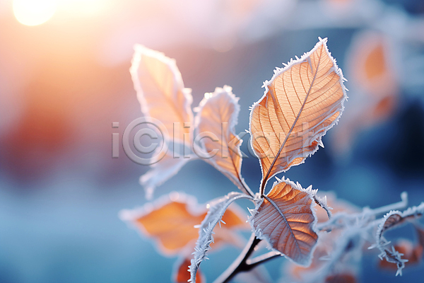 사람없음 JPG 근접촬영 편집이미지 겨울 나무 나뭇가지 나뭇잎 눈(날씨) 서리 풍경(경치) 햇빛