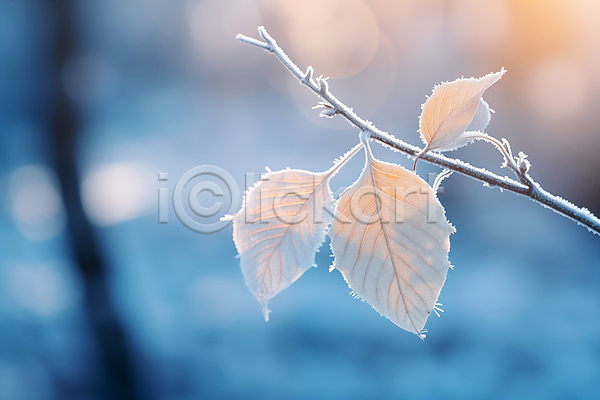 사람없음 JPG 근접촬영 편집이미지 겨울 나뭇가지 나뭇잎 눈(날씨) 서리 풍경(경치) 햇빛