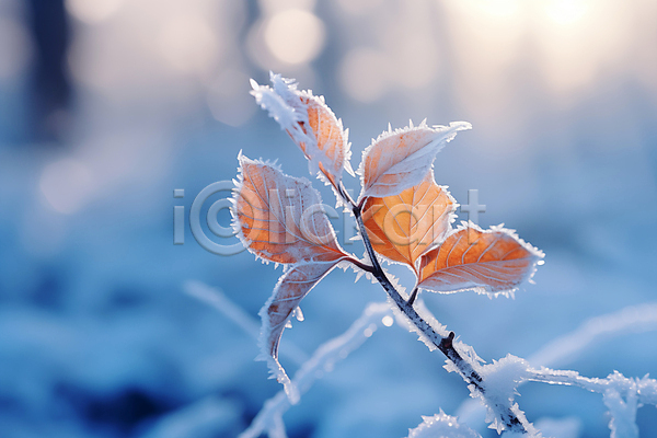 사람없음 JPG 근접촬영 편집이미지 겨울 나뭇가지 나뭇잎 눈(날씨) 서리 풍경(경치) 햇빛