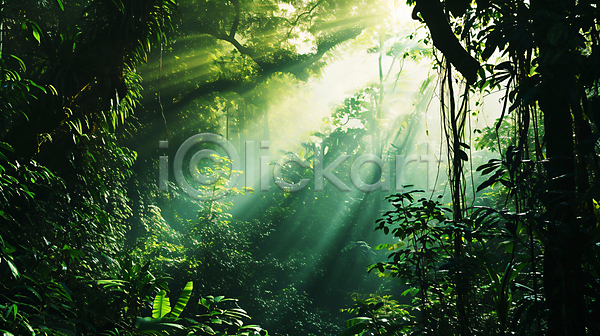 신비 사람없음 JPG 편집이미지 나무 빛 숲속 열대 열대우림 울창 자연 초록색 풍경(경치)