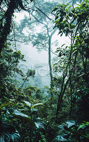 신비 사람없음 JPG 편집이미지 나무 숲속 열대 열대우림 울창 자연 초록색 풍경(경치)