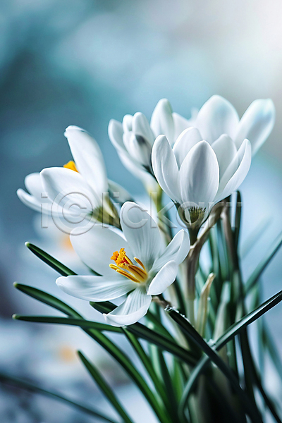 분위기 사람없음 JPG 디지털합성 편집이미지 꽃 사프란 잎 자연 환경 흰색