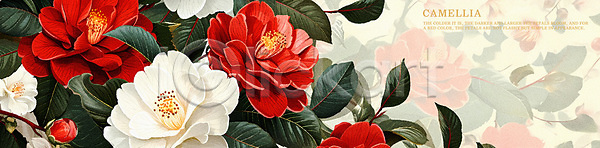 분위기 사람없음 PSD 일러스트 꽃 꽃잎 동백 백그라운드 봄꽃 빨간색 식물 흰색