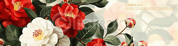 분위기 사람없음 PSD 일러스트 꽃 꽃잎 동백 백그라운드 봄꽃 빨간색 식물 흰색