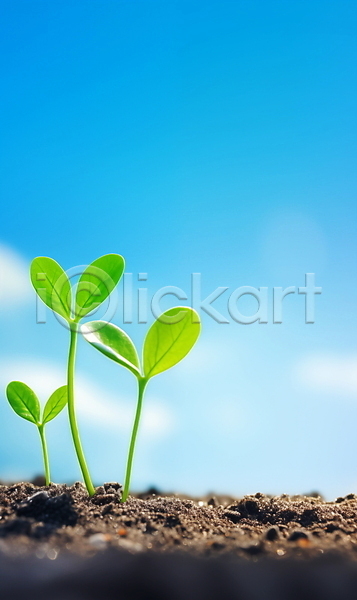 성장 사람없음 JPG 편집이미지 광합성 봄 빛 새싹 생명 야외 자연 주간 포스터 하늘 햇빛 흙