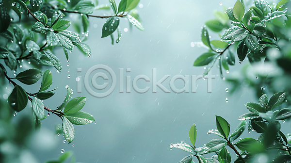 고요 편안함 사람없음 JPG 편집이미지 물방울 백그라운드 빛 숲 이슬 잎 자연 풍경(경치)