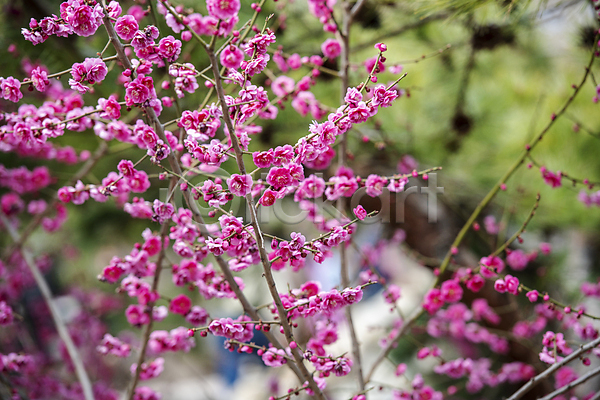 휴식 사람없음 JPG 포토 나뭇가지 매화 봄 식물 야외 자연 풍경(경치) 홍매화 힐링