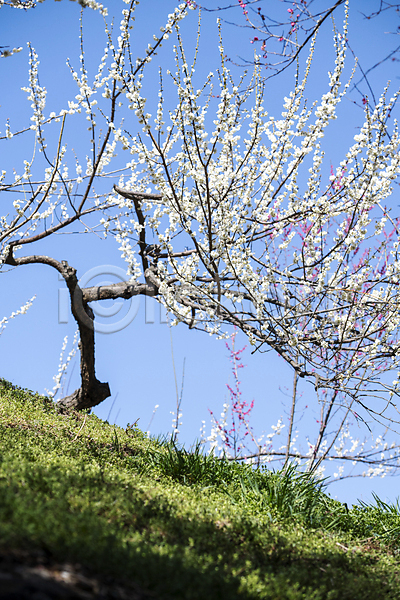 휴식 사람없음 JPG 포토 매화 봄 식물 야외 언덕 자연 잔디 풍경(경치) 홍매화 힐링