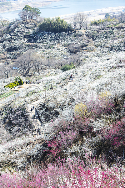 휴식 사람없음 JPG 포토 매화 봄 식물 야외 언덕 자연 풍경(경치) 홍매화 힐링