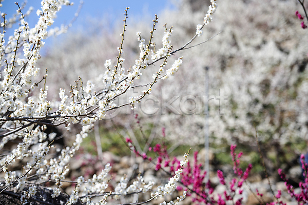 휴식 사람없음 JPG 포토 매화 봄 식물 야외 자연 풍경(경치) 홍매화 힐링