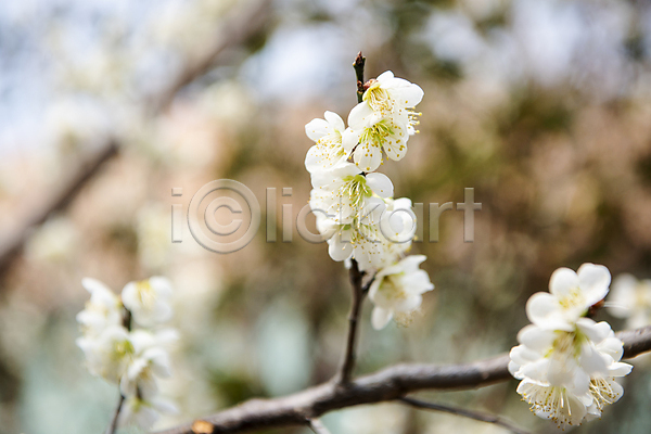 휴식 사람없음 JPG 아웃포커스 포토 나뭇가지 매화 봄 식물 야외 자연 풍경(경치) 힐링