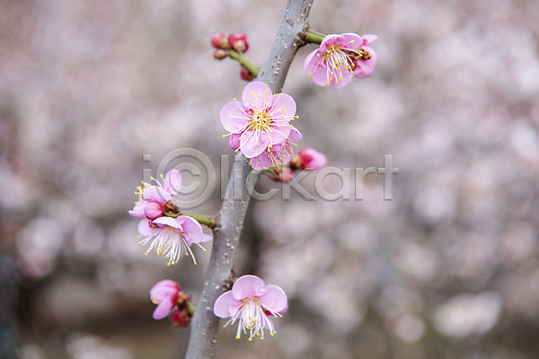 휴식 사람없음 JPG 아웃포커스 포토 나뭇가지 매화 봄 식물 야외 자연 풍경(경치) 홍매화 힐링