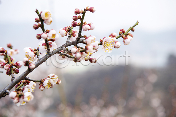 휴식 사람없음 JPG 아웃포커스 포토 나뭇가지 매화 봄 식물 야외 자연 풍경(경치) 홍매화 힐링