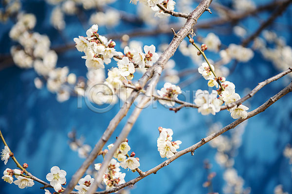휴식 사람없음 JPG 아웃포커스 포토 나뭇가지 매화 봄 식물 야외 자연 풍경(경치) 힐링