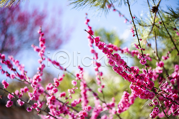 휴식 사람없음 JPG 아웃포커스 포토 나뭇가지 매화 봄 분홍색 소나무 식물 야외 자연 풍경(경치) 홍매화 힐링