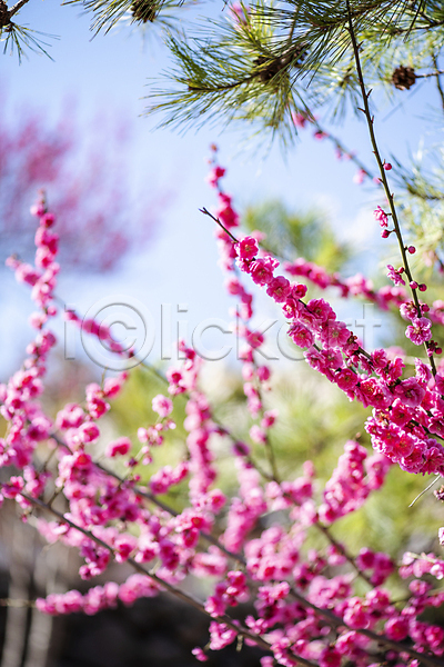 휴식 사람없음 JPG 아웃포커스 포토 나뭇가지 매화 봄 분홍색 소나무 식물 야외 자연 풍경(경치) 홍매화 힐링