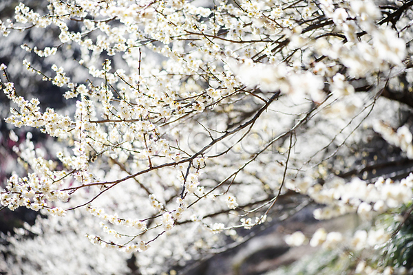 휴식 사람없음 JPG 포토 나뭇가지 매화 봄 식물 야외 자연 풍경(경치) 힐링