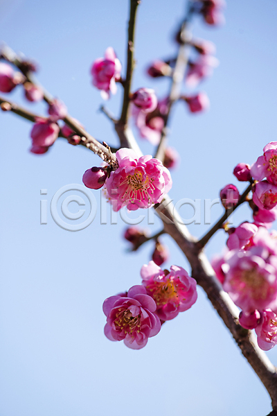 휴식 사람없음 JPG 포토 나뭇가지 매화 봄 식물 야외 자연 풍경(경치) 홍매화 힐링