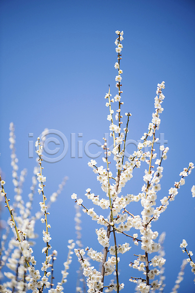 휴식 사람없음 JPG 포토 나뭇가지 매화 봄 식물 야외 자연 풍경(경치) 힐링