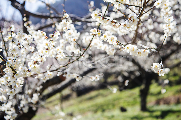 휴식 사람없음 JPG 포토 매화 봄 식물 야외 자연 풍경(경치) 힐링