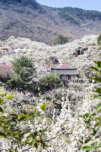 휴식 사람없음 JPG 포토 기와 기와집 매화 봄 식물 야외 언덕 자연 풍경(경치) 힐링