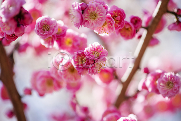 휴식 사람없음 JPG 아웃포커스 포토 나뭇가지 매화 봄 분홍색 식물 야외 자연 풍경(경치) 홍매화 힐링