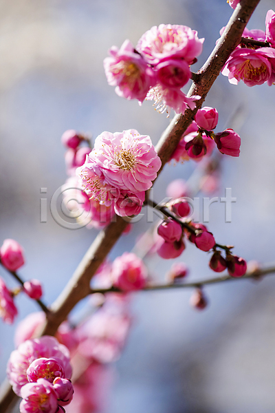 휴식 사람없음 JPG 아웃포커스 포토 나뭇가지 매화 봄 분홍색 식물 야외 자연 풍경(경치) 홍매화 힐링