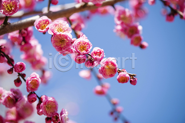 휴식 사람없음 JPG 포토 나뭇가지 매화 봄 분홍색 식물 야외 자연 풍경(경치) 홍매화 힐링