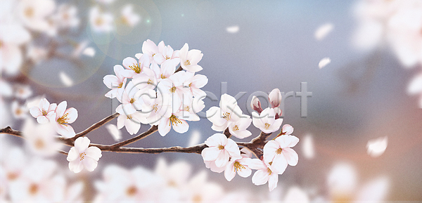 사람없음 PSD 일러스트 나뭇가지 맑음 백그라운드 벚꽃 봄 봄꽃 자연