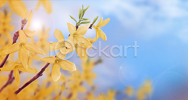 사람없음 PSD 일러스트 개나리 구름(자연) 꽃 나뭇가지 노란색 맑음 백그라운드 봄 식물 자연 햇빛