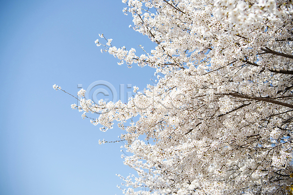 사람없음 JPG 포토 나무 맑음 벚꽃 벚나무 봄 봄풍경 야외 자연 풍경(경치) 하늘