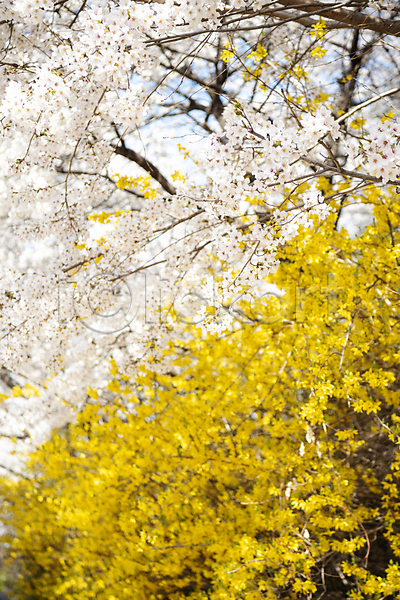 사람없음 JPG 포토 개나리 나무 맑음 벚꽃 벚나무 봄 봄풍경 야외 자연 풍경(경치) 하늘