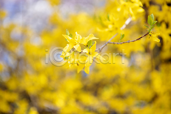 사람없음 JPG 포토 개나리 나무 맑음 봄 봄풍경 야외 잎 자연 풍경(경치) 하늘