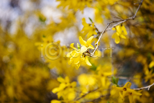 사람없음 JPG 포토 개나리 나무 맑음 봄 봄풍경 야외 자연 풍경(경치) 하늘