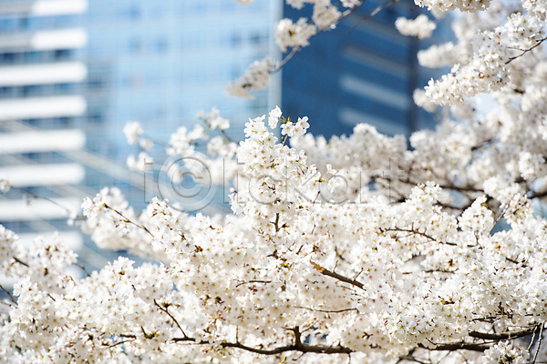 사람없음 JPG 포토 건물 나무 맑음 벚꽃 벚나무 봄 봄풍경 야외 자연 풍경(경치) 하늘