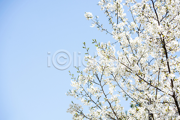사람없음 JPG 포토 나무 맑음 벚꽃 벚나무 봄 봄풍경 야외 자연 풍경(경치) 하늘