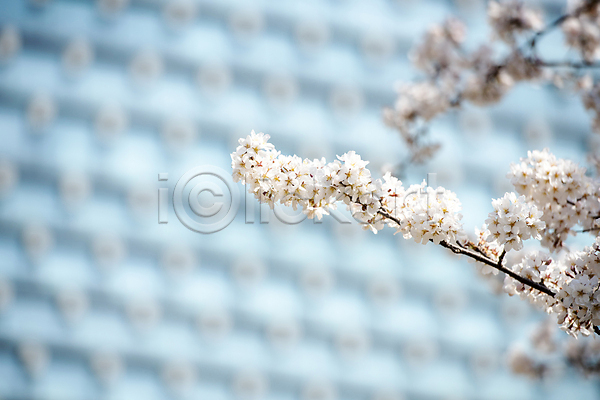 사람없음 JPG 포토 건물 나무 맑음 벚꽃 벚나무 봄 봄풍경 야외 자연 풍경(경치) 하늘